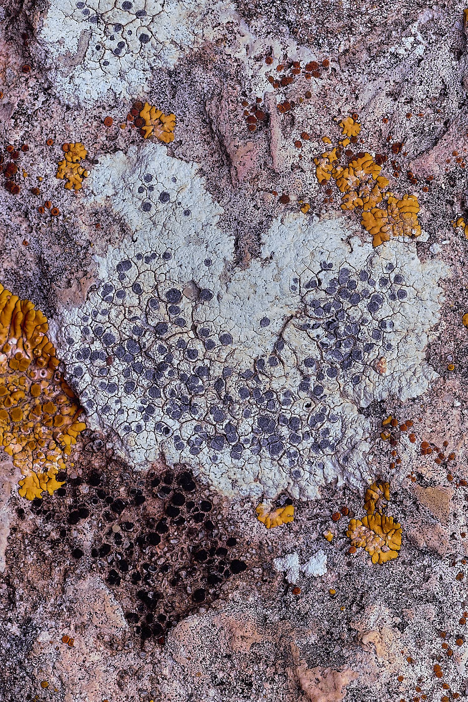 CSTVLichen180325-1