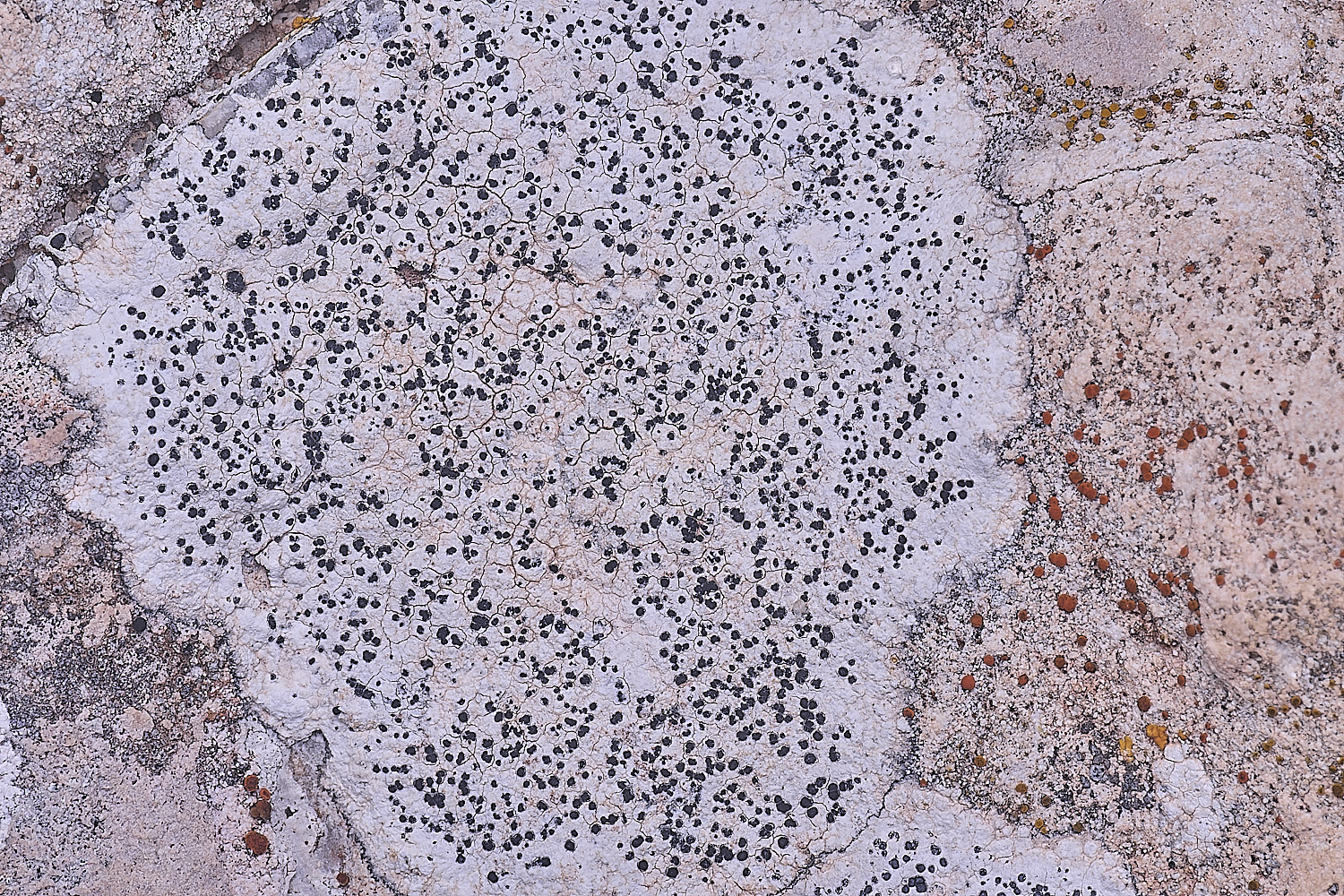 CSTVLichen180325-6