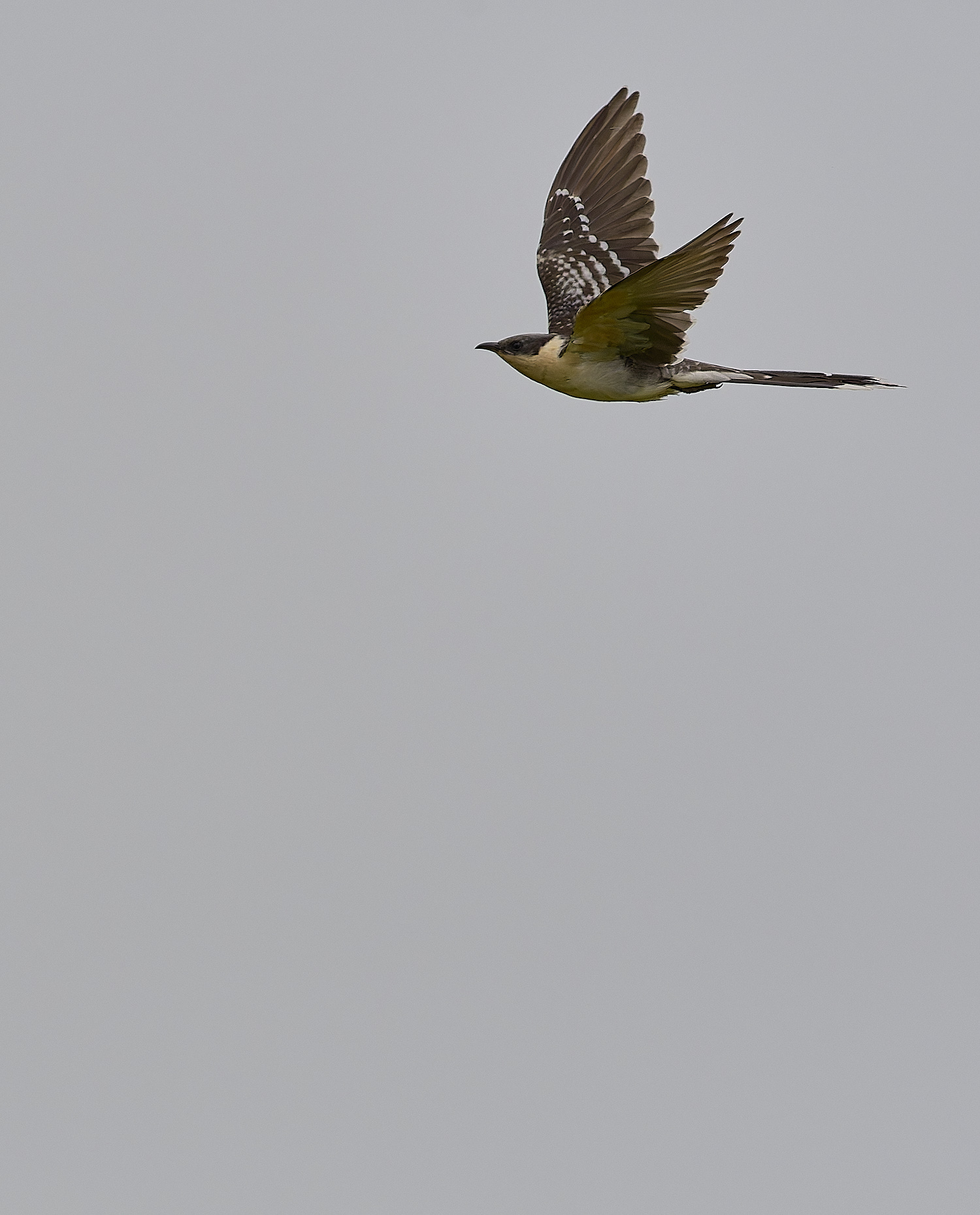 CVBioReserveGSCuckoo250325-2