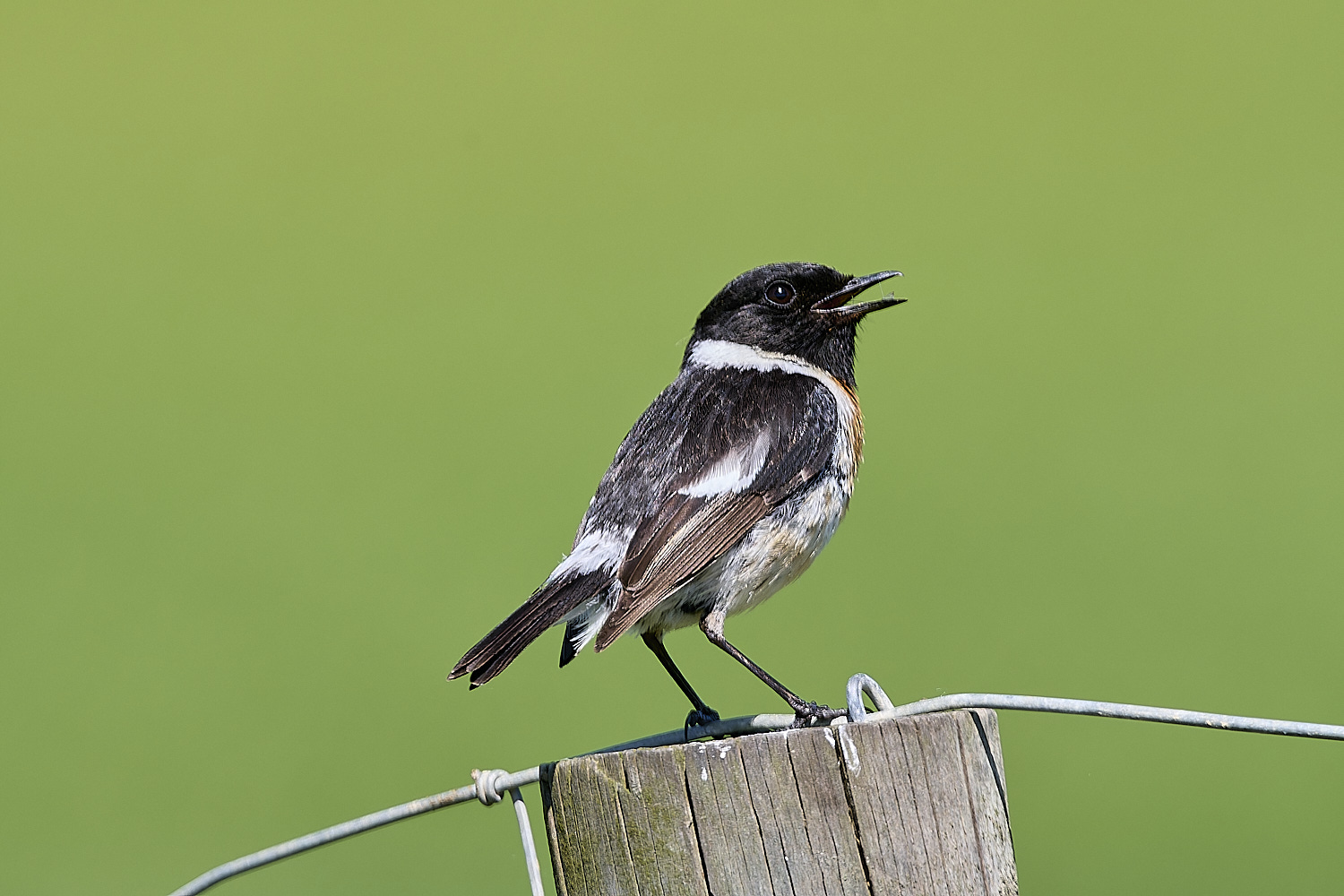 CVBioreserveStonechat250325-1