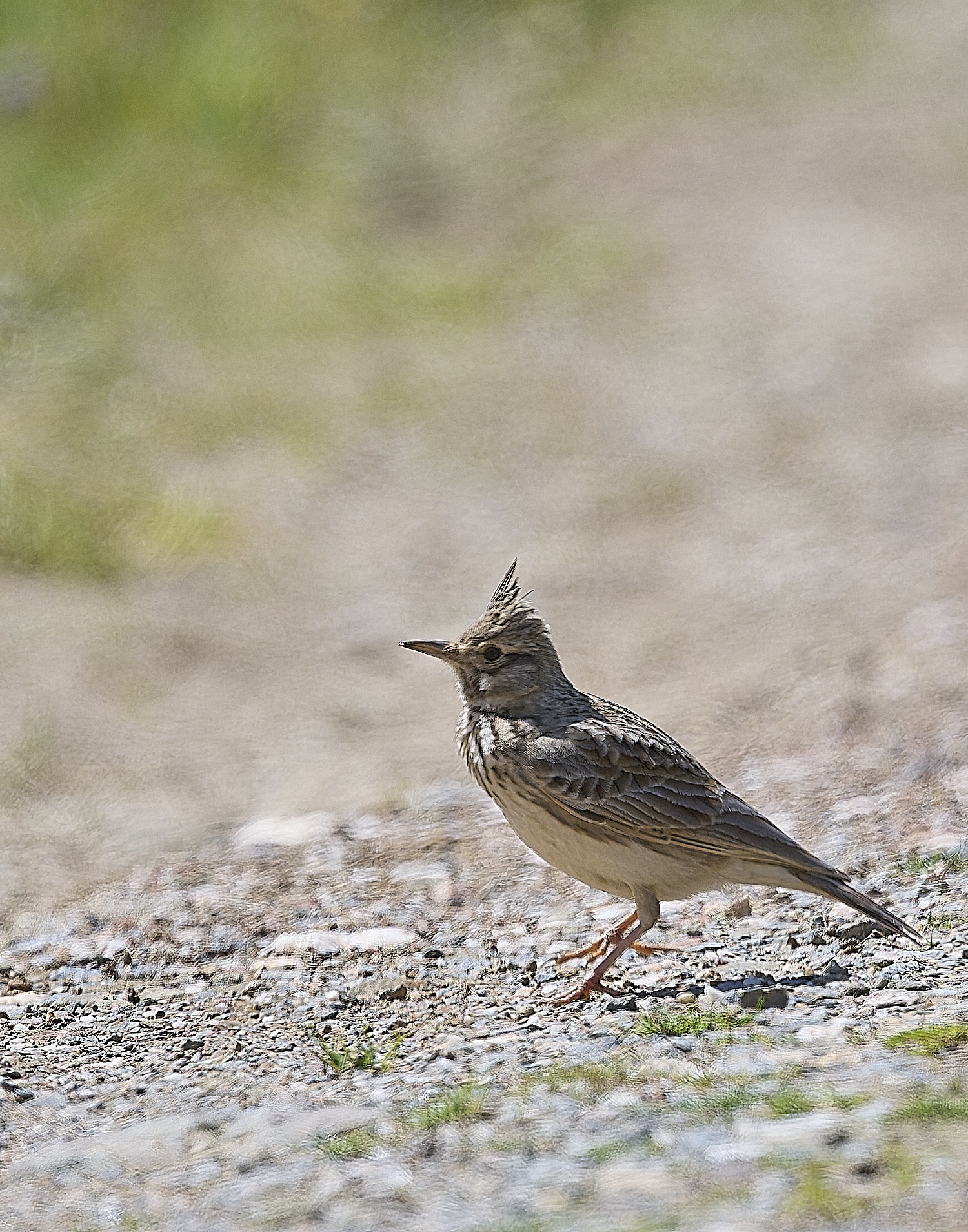 CVBioreserveTheklaLark250325-1