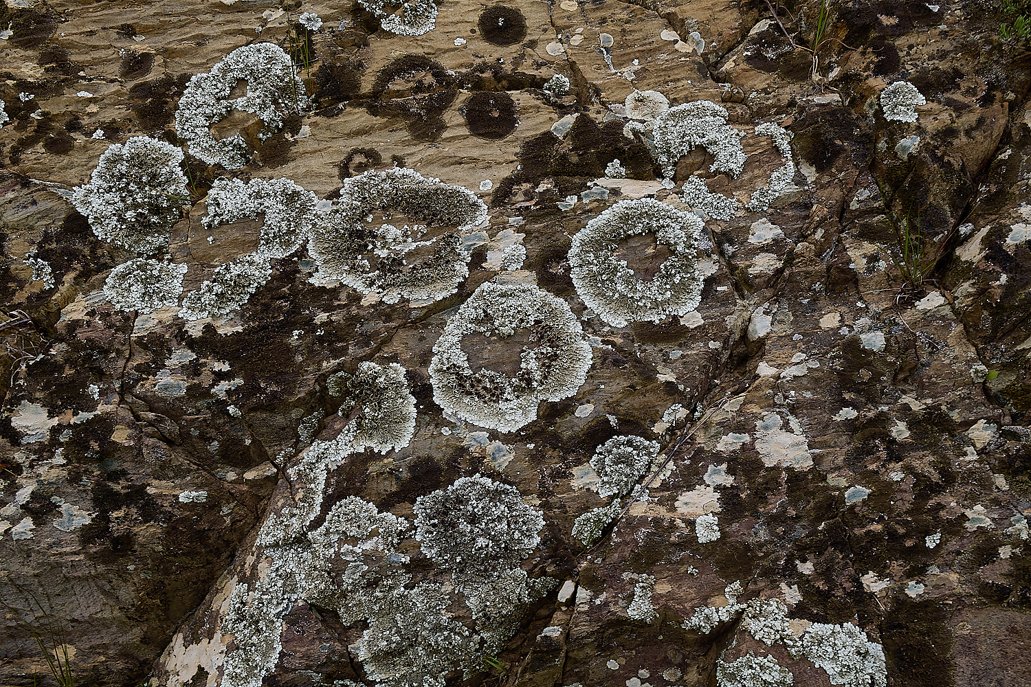 CVerdeLichen250325-1