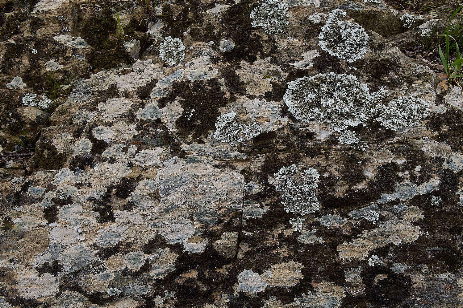 CVerdeLichen250325-2