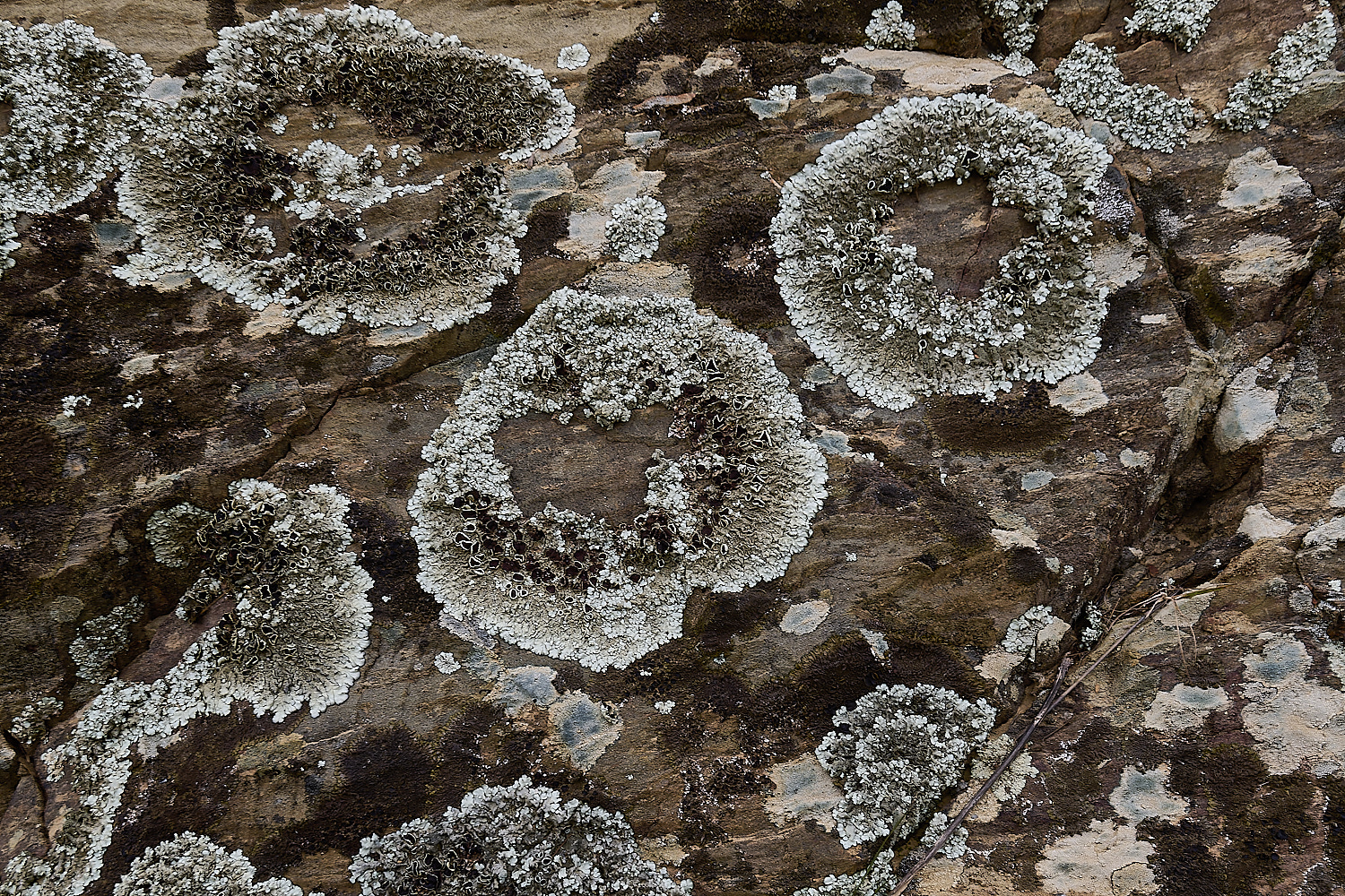 CVerdeLichen250325-3