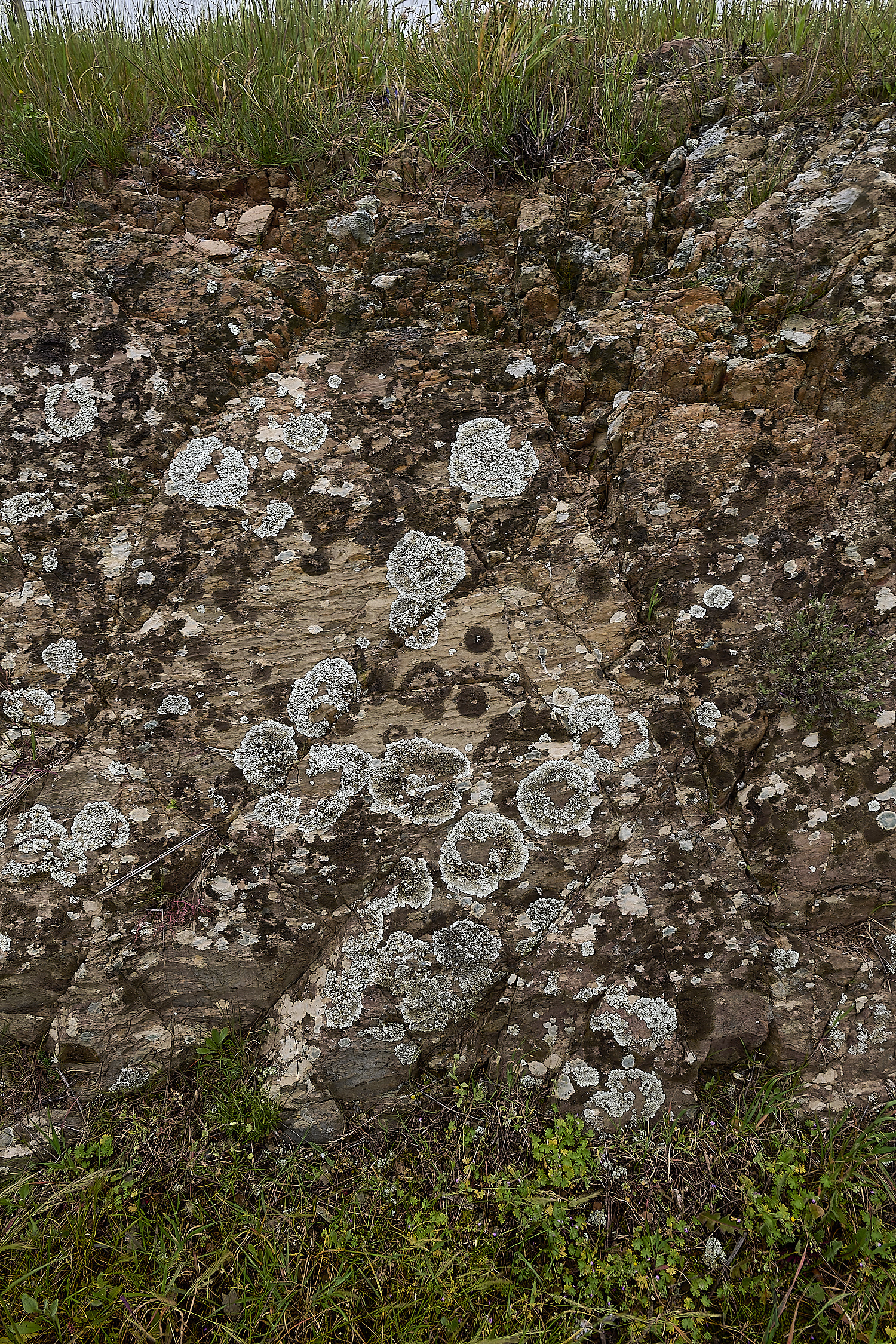 CVerdeLichen250325-4