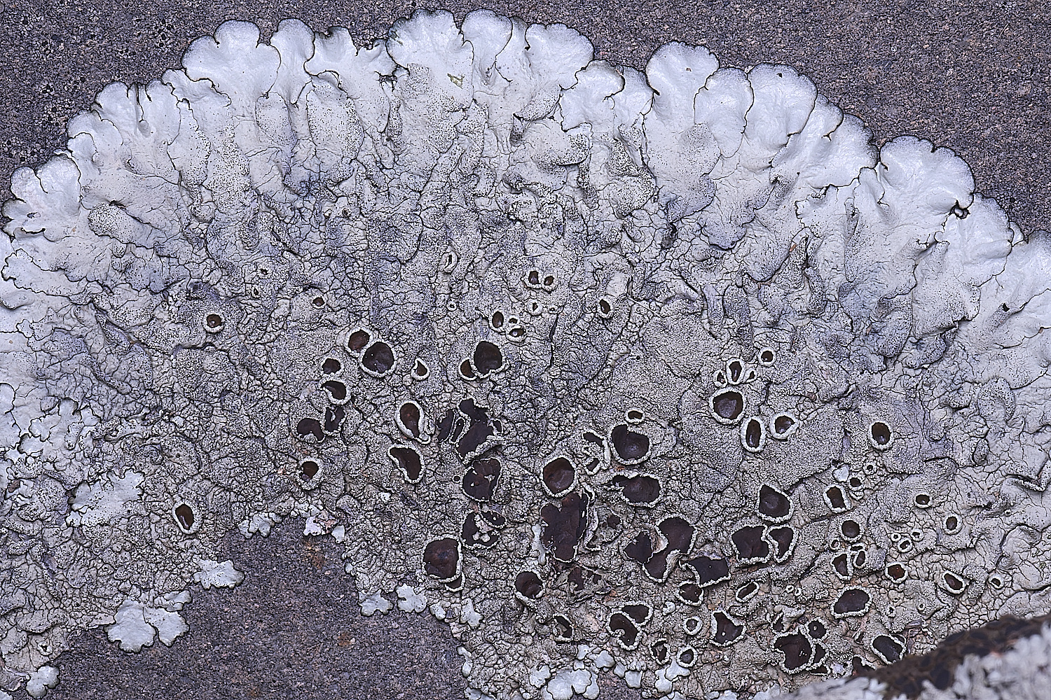 CVeredBioReserveLichen250325-1