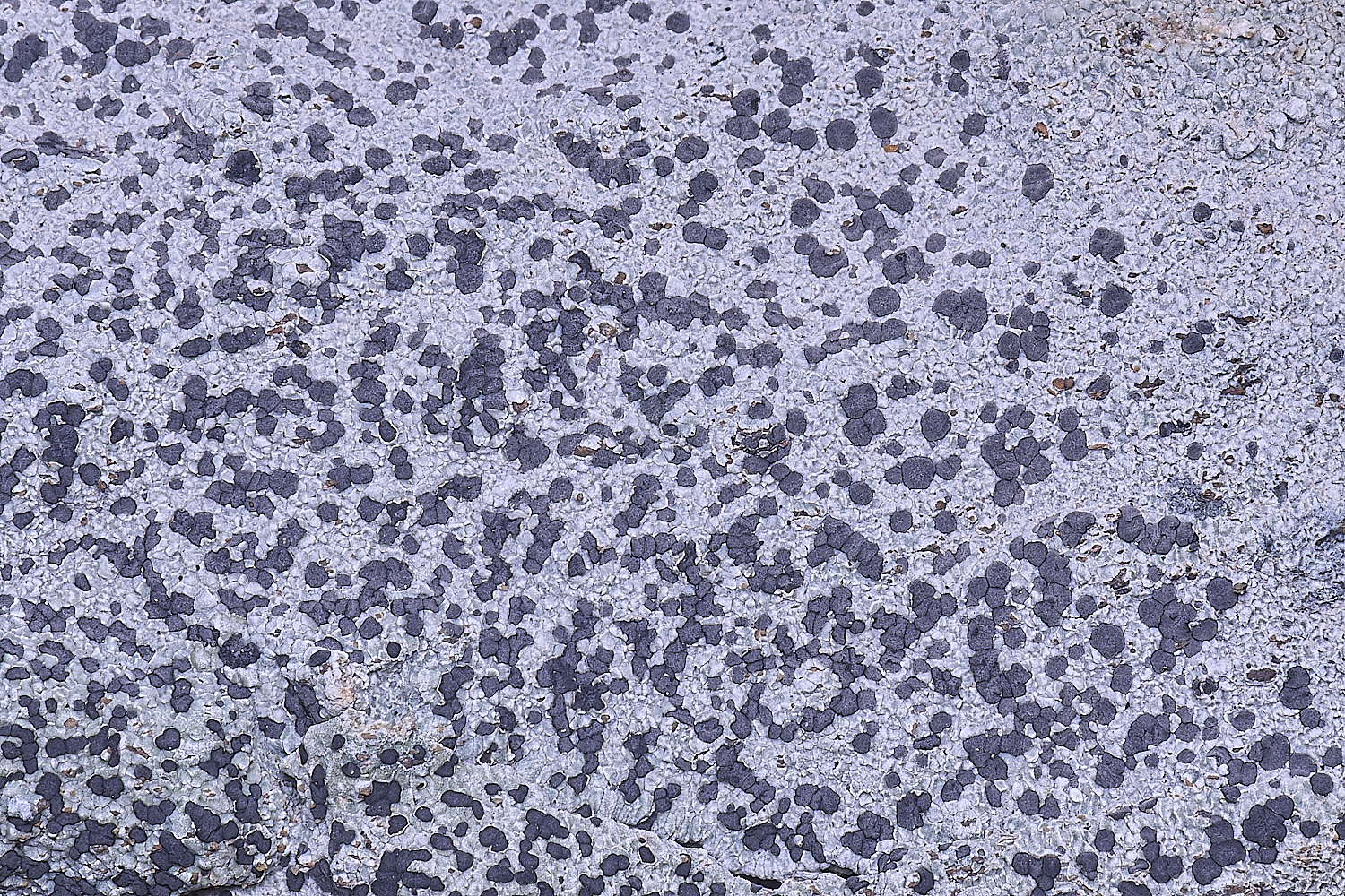 CVeredBioReserveLichen250325-10