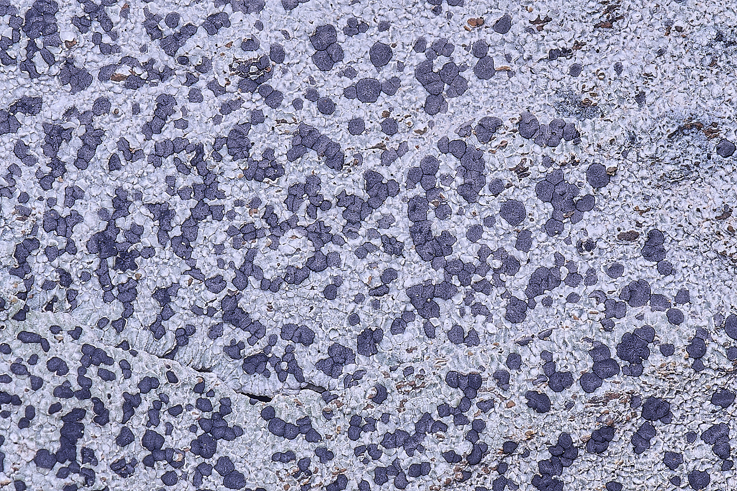 CVeredBioReserveLichen250325-11