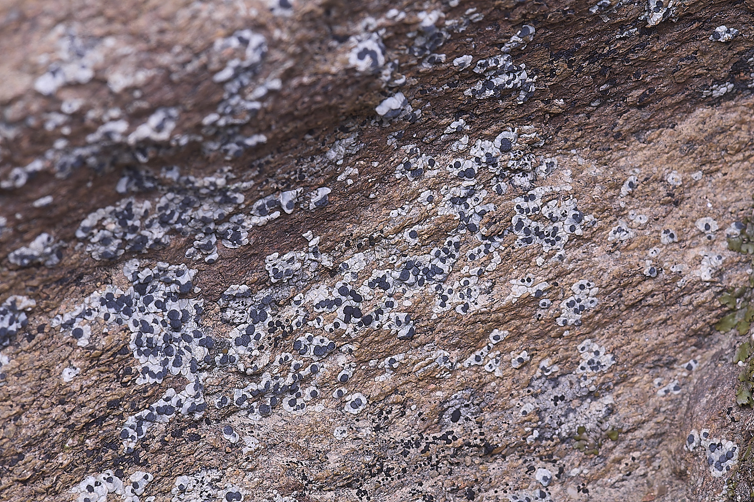 CVeredBioReserveLichen250325-12