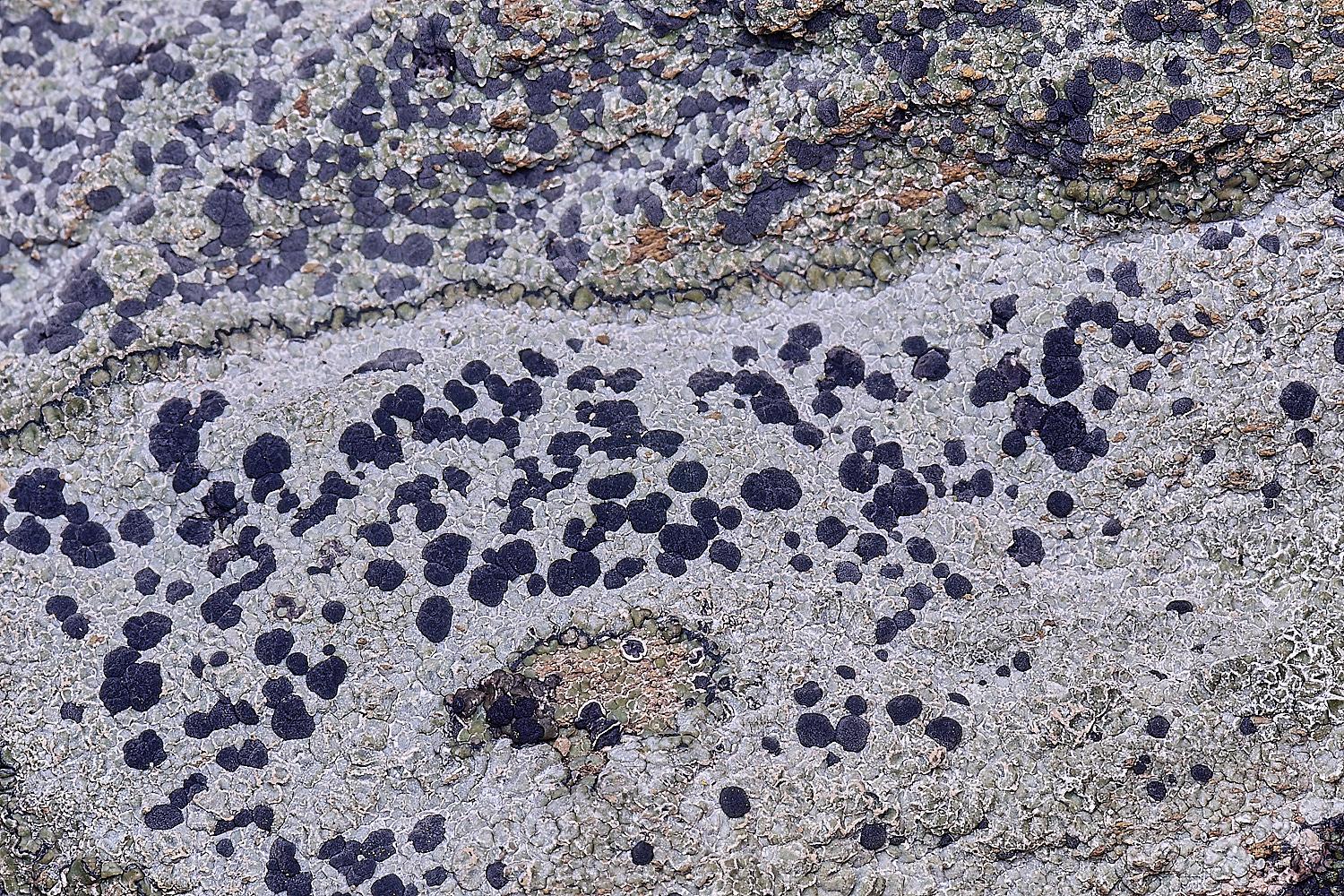 CVeredBioReserveLichen250325-13