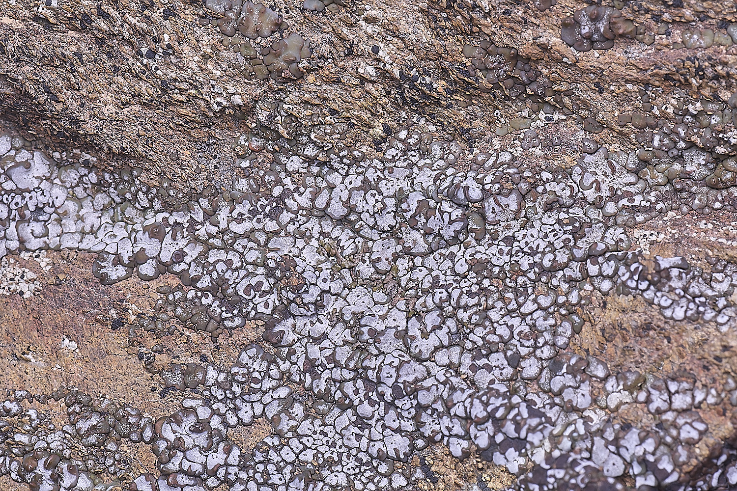 CVeredBioReserveLichen250325-14