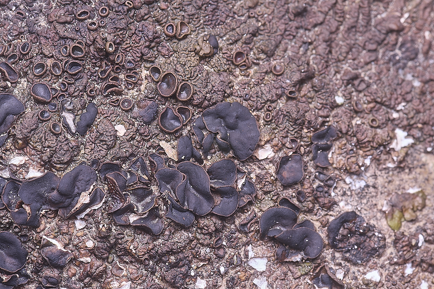 CVeredBioReserveLichen250325-15