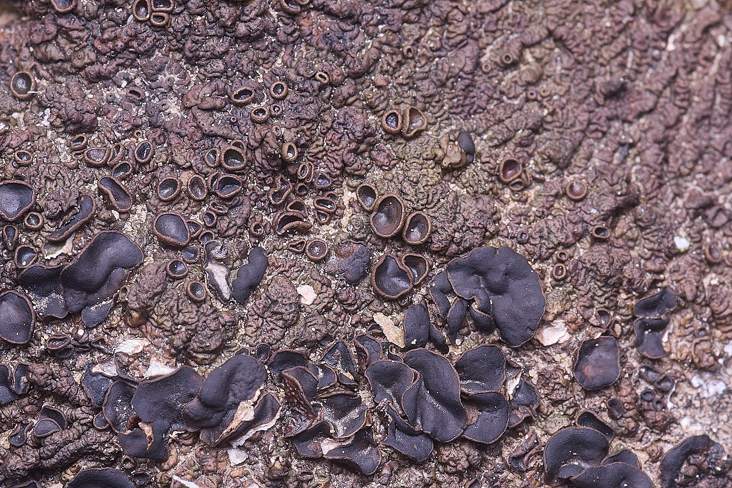 CVeredBioReserveLichen250325-16