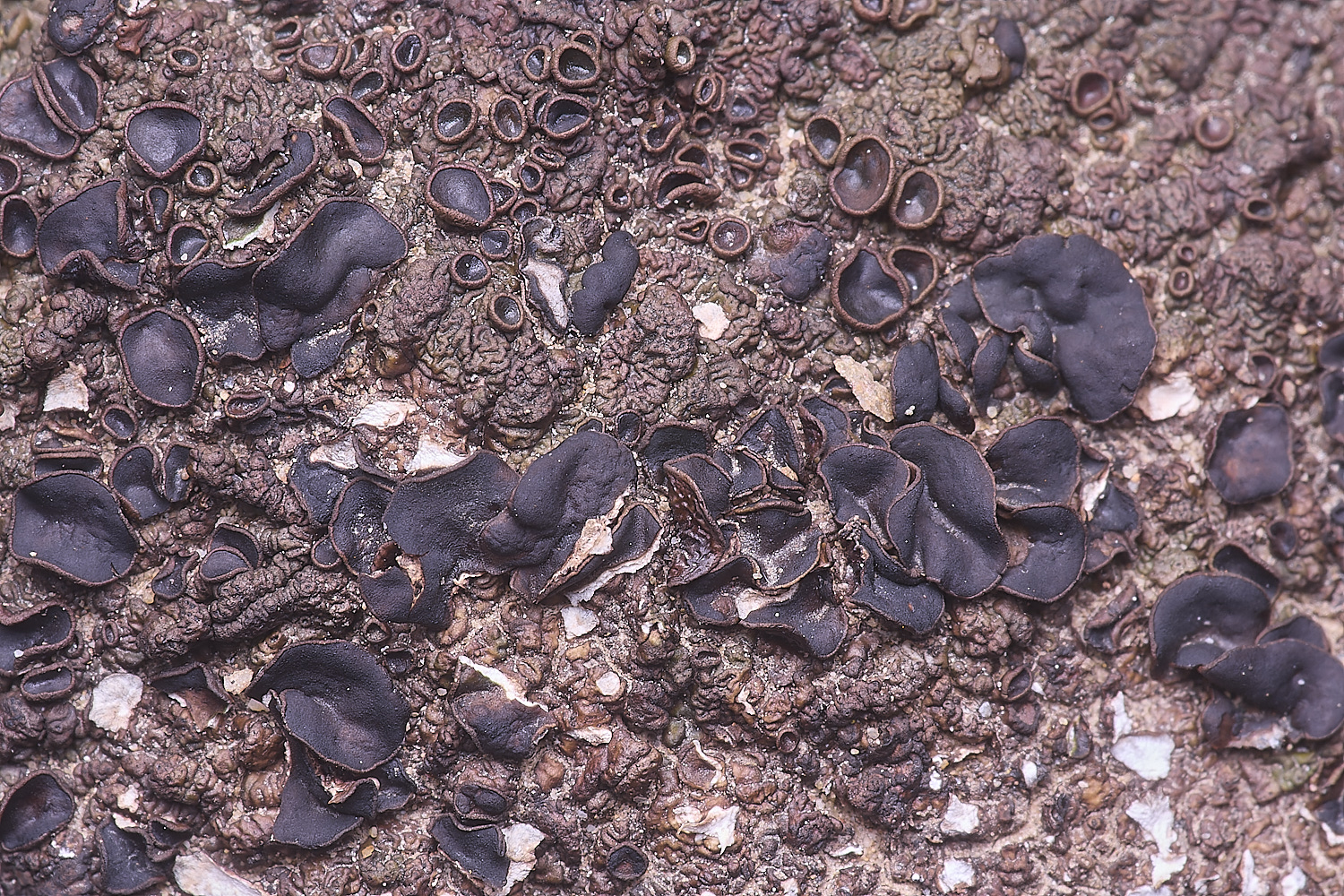 CVeredBioReserveLichen250325-17