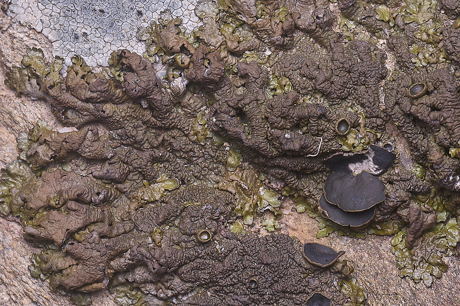 CVeredBioReserveLichen250325-18