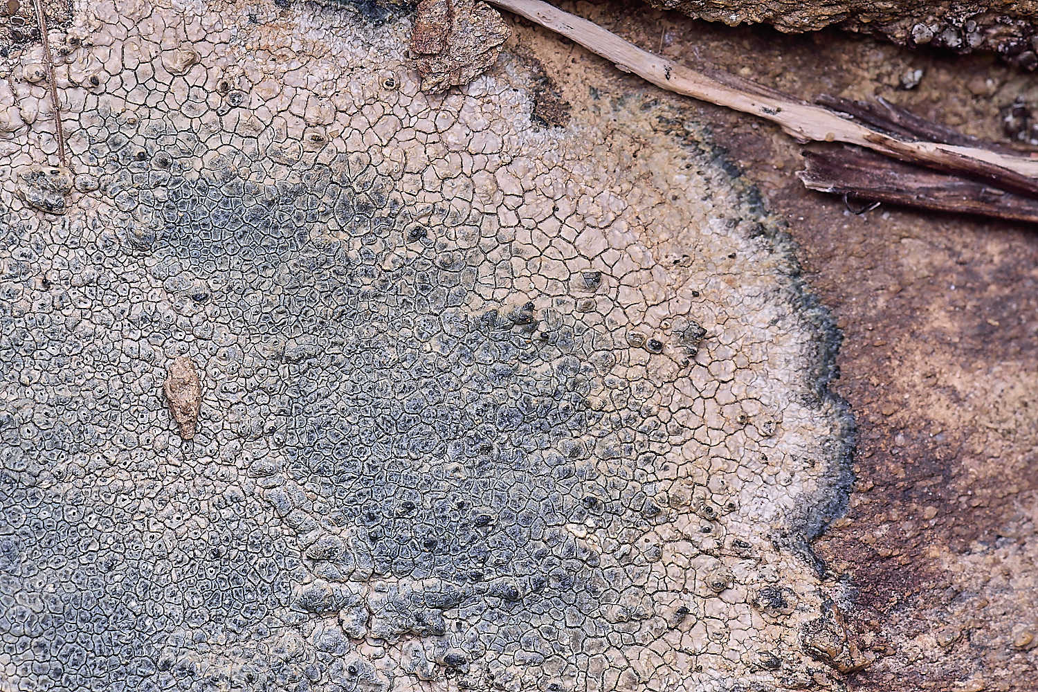 CVeredBioReserveLichen250325-19