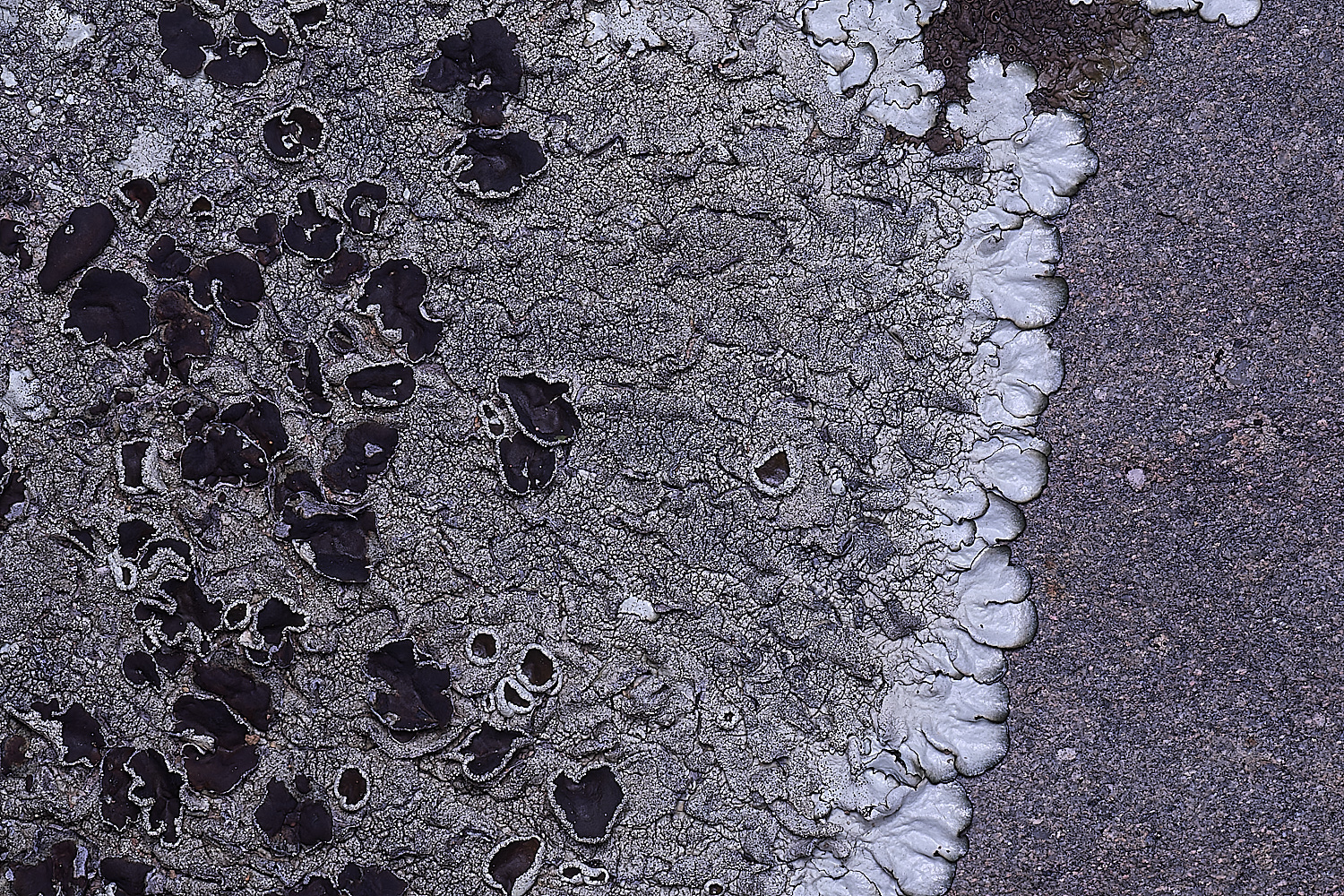 CVeredBioReserveLichen250325-2