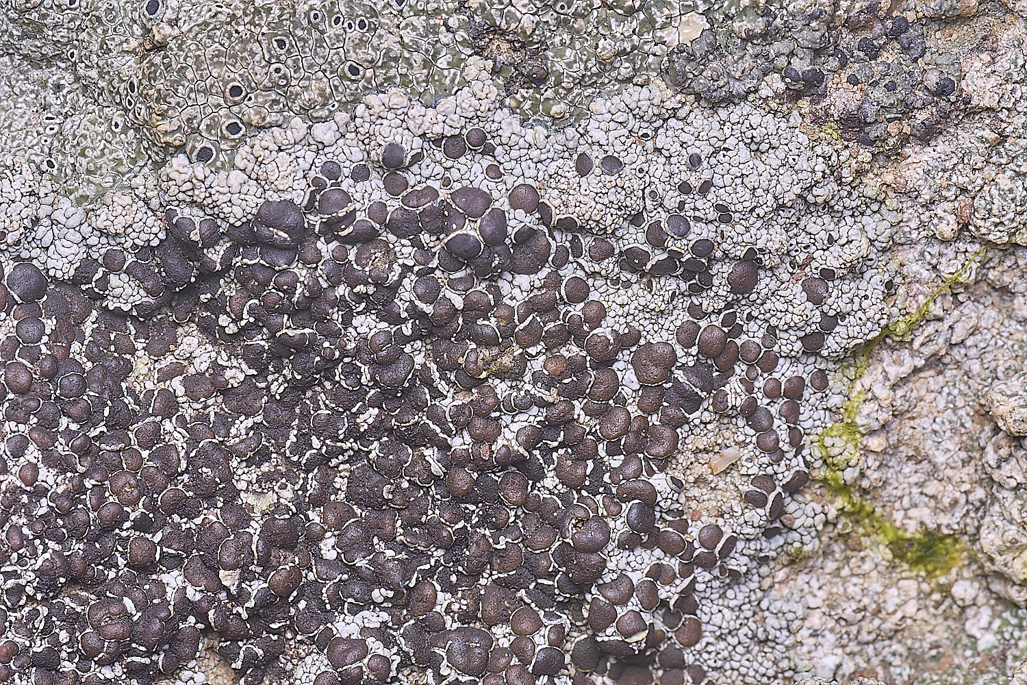 CVeredBioReserveLichen250325-20