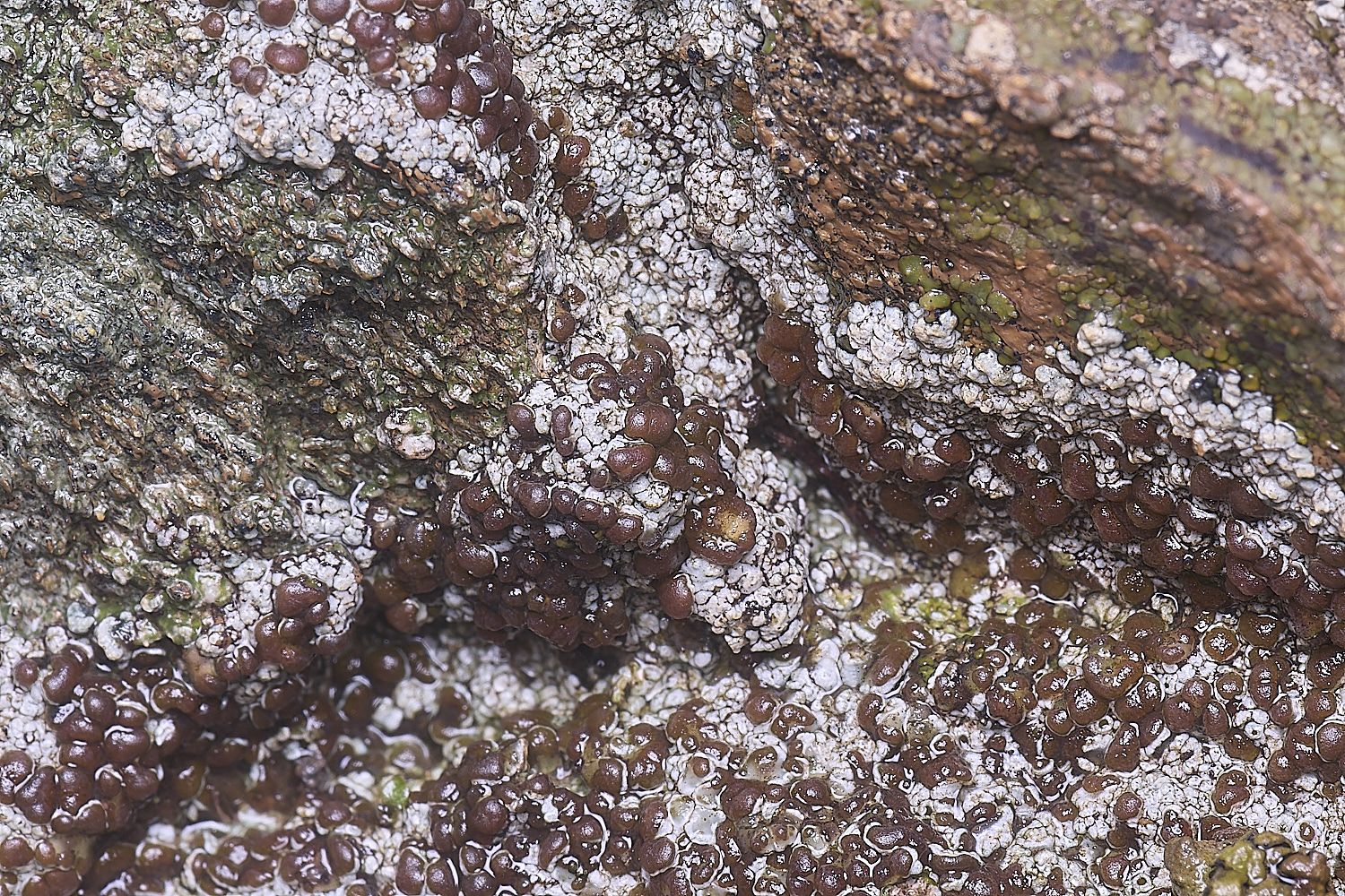 CVeredBioReserveLichen250325-21