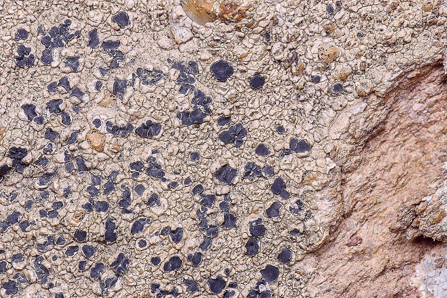 CVeredBioReserveLichen250325-22