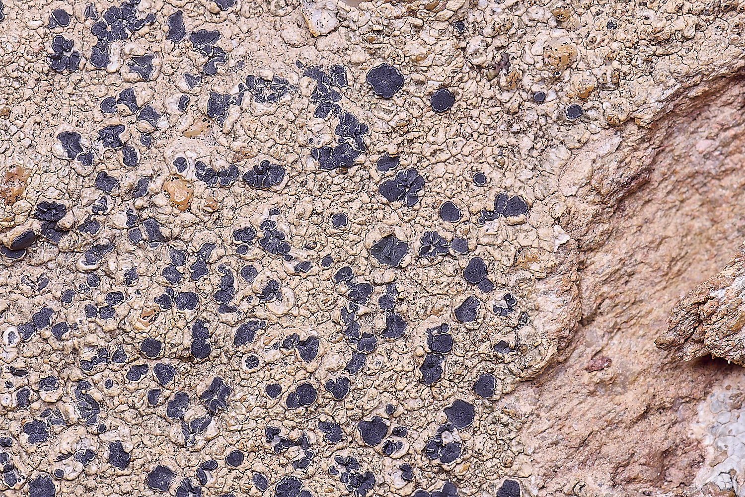 CVeredBioReserveLichen250325-23