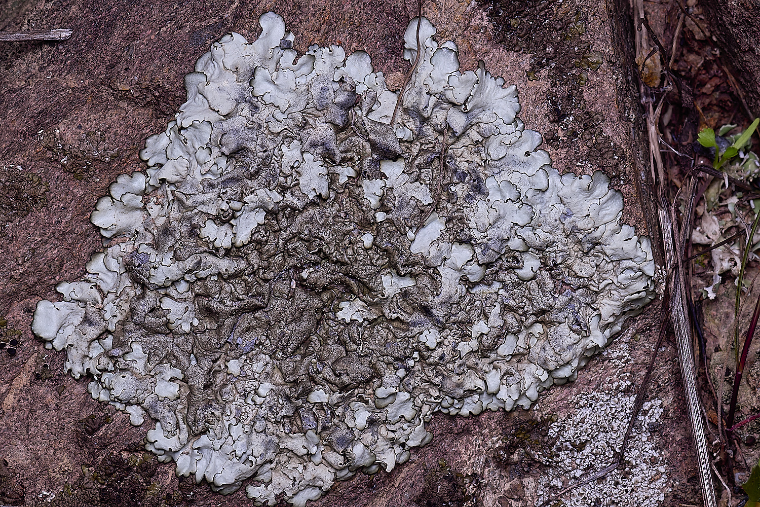 CVeredBioReserveLichen250325-24