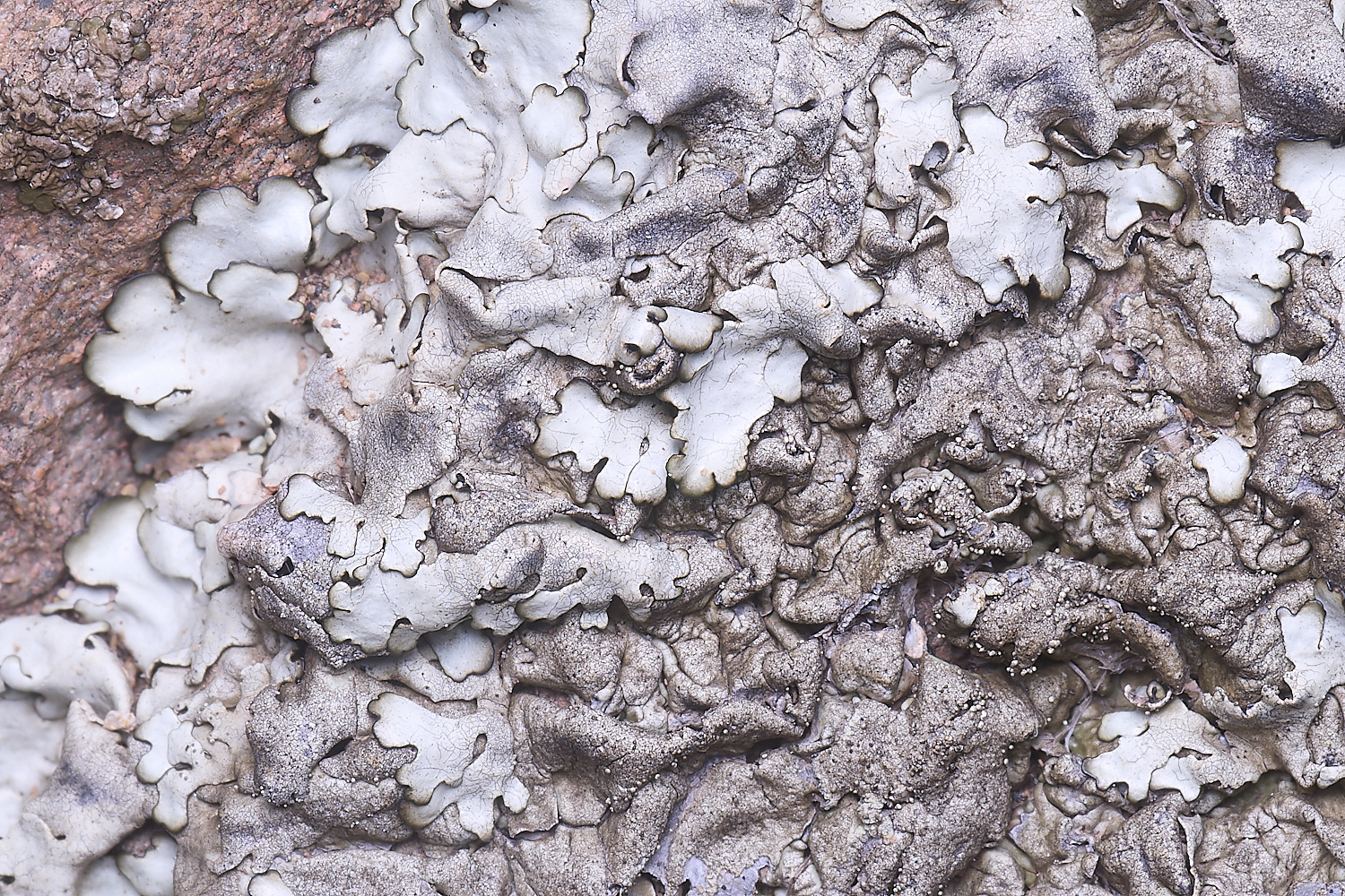 CVeredBioReserveLichen250325-25