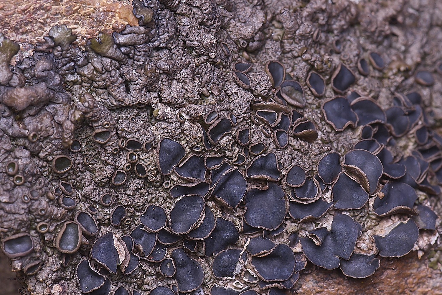 CVeredBioReserveLichen250325-26