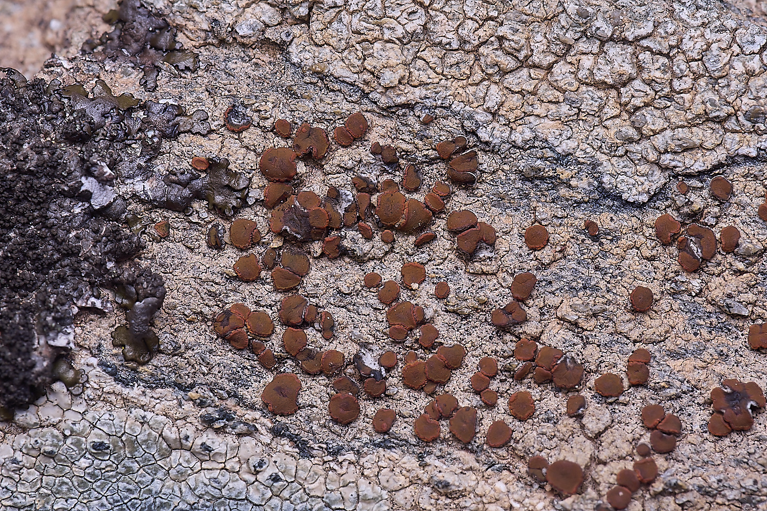 CVeredBioReserveLichen250325-27