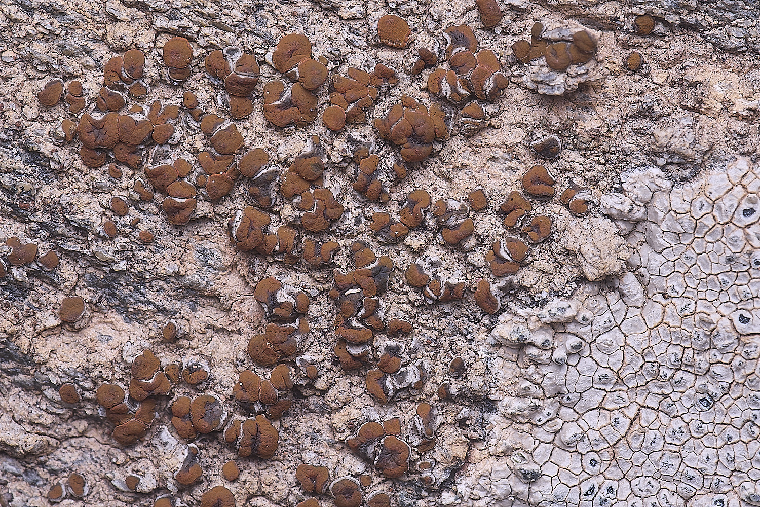 CVeredBioReserveLichen250325-28