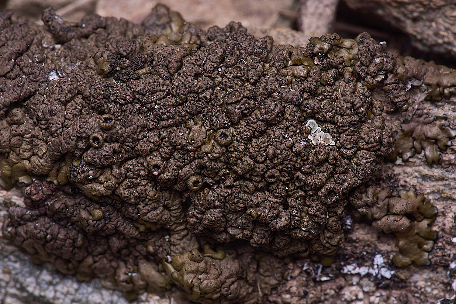 CVeredBioReserveLichen250325-29