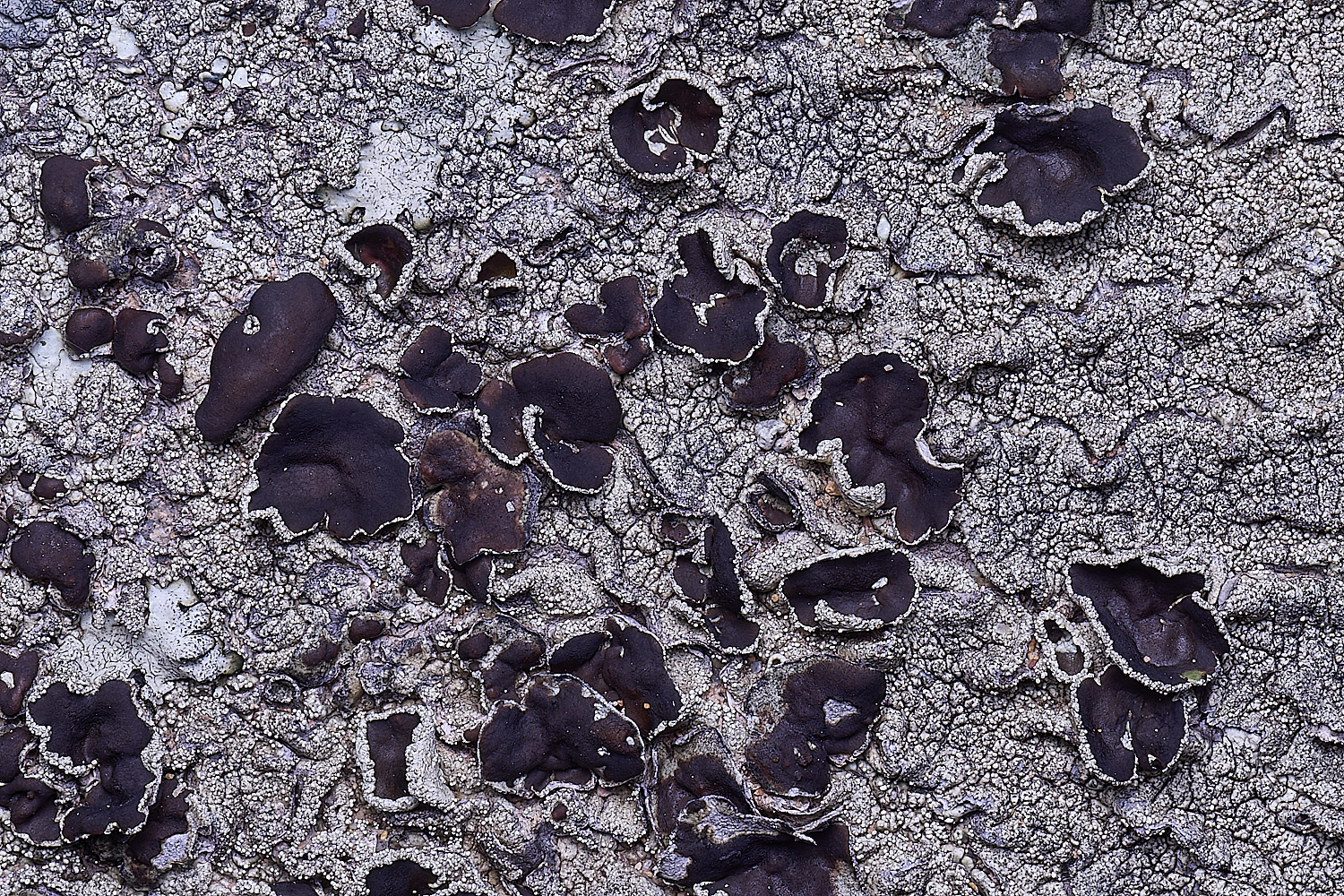 CVeredBioReserveLichen250325-3