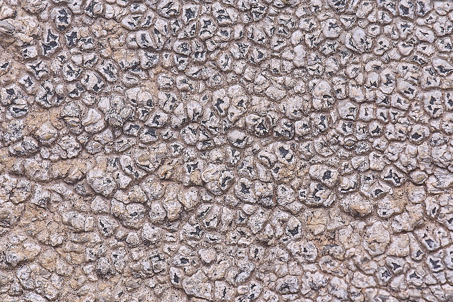 CVeredBioReserveLichen250325-30