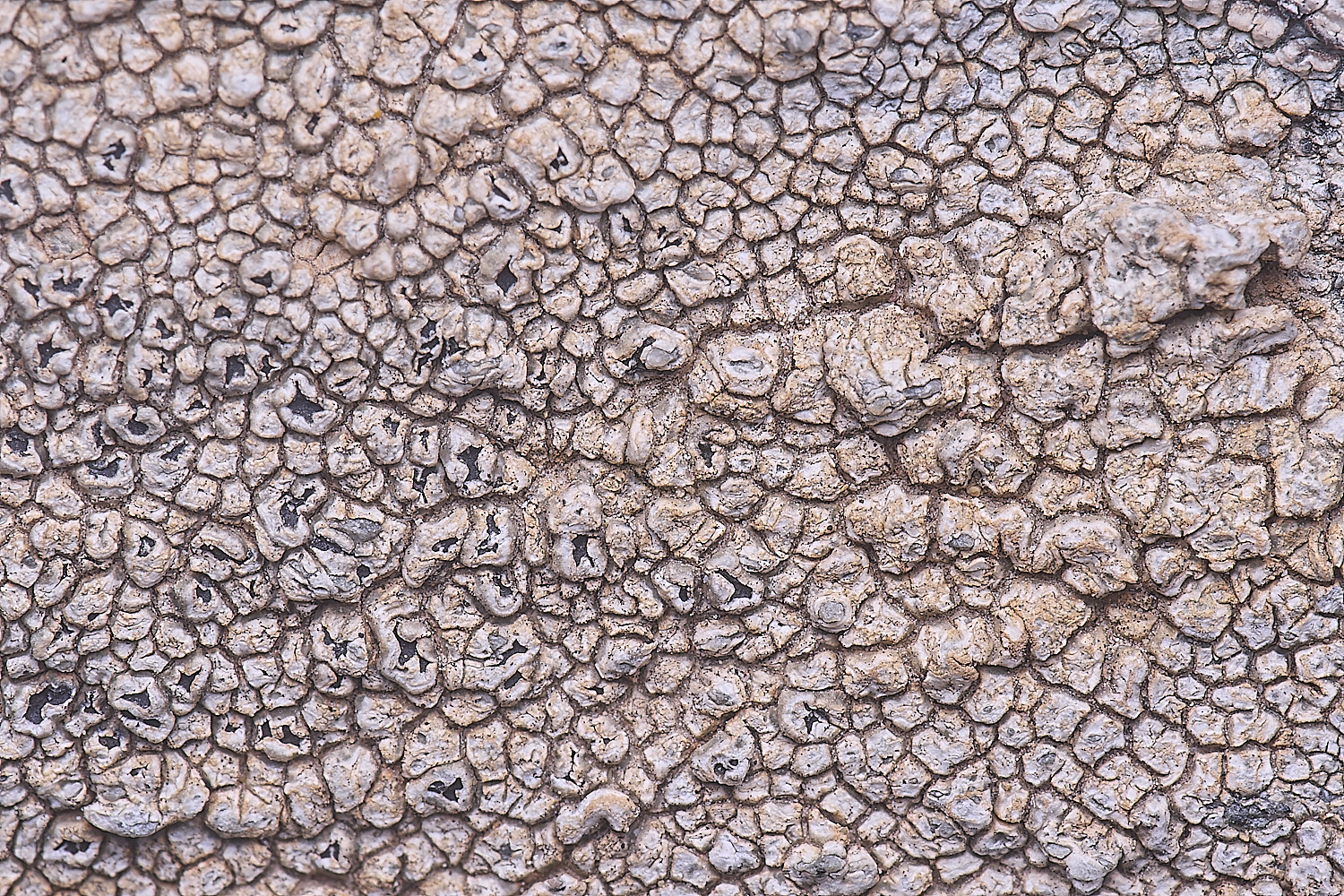 CVeredBioReserveLichen250325-31