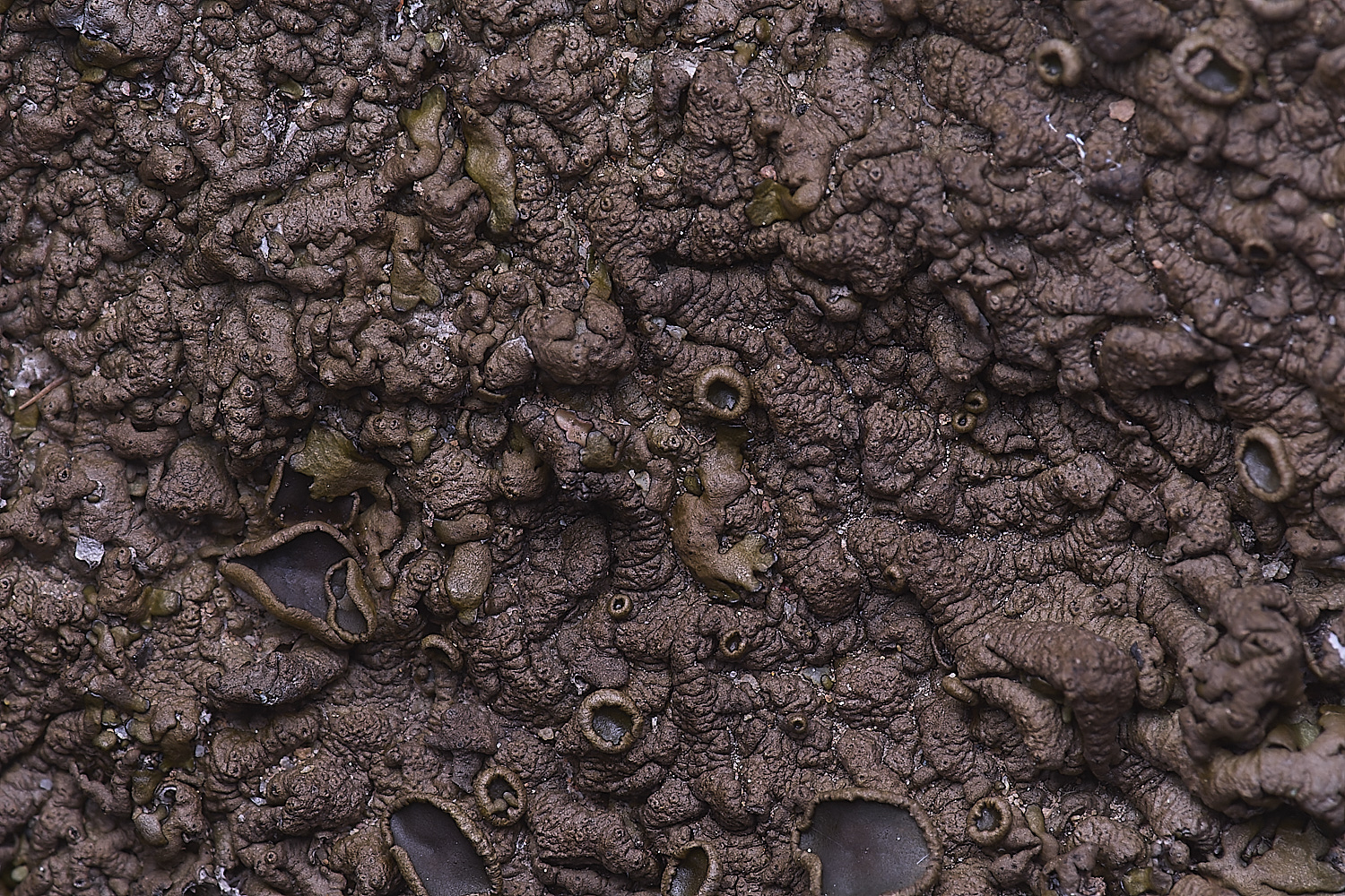 CVeredBioReserveLichen250325-32