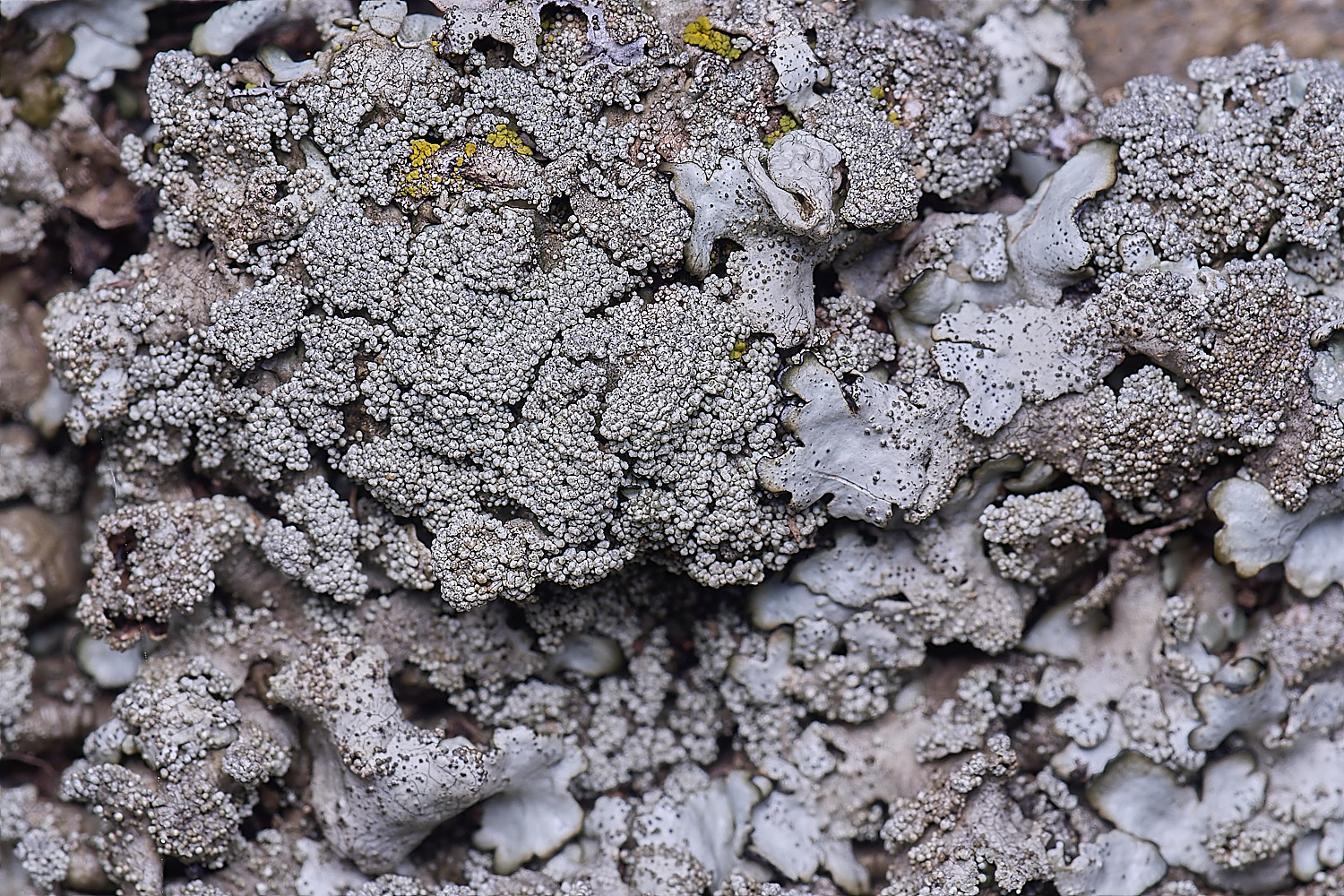 CVeredBioReserveLichen250325-33