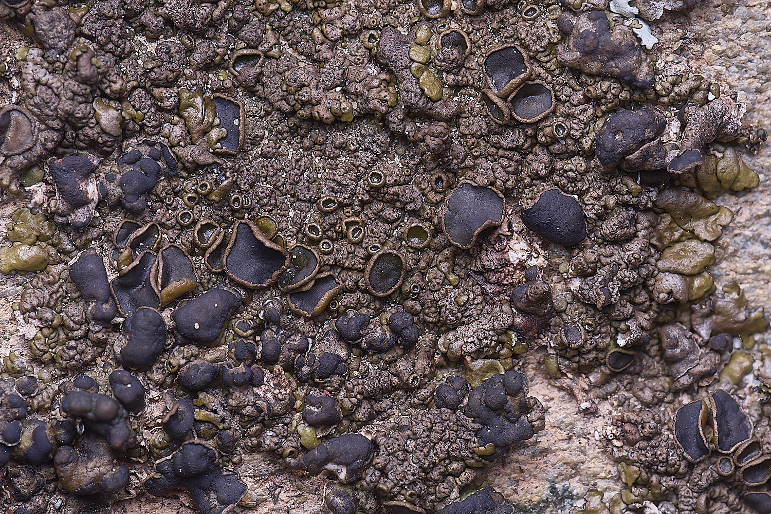 CVeredBioReserveLichen250325-34