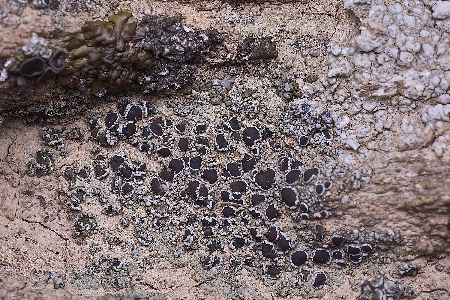 CVeredBioReserveLichen250325-35