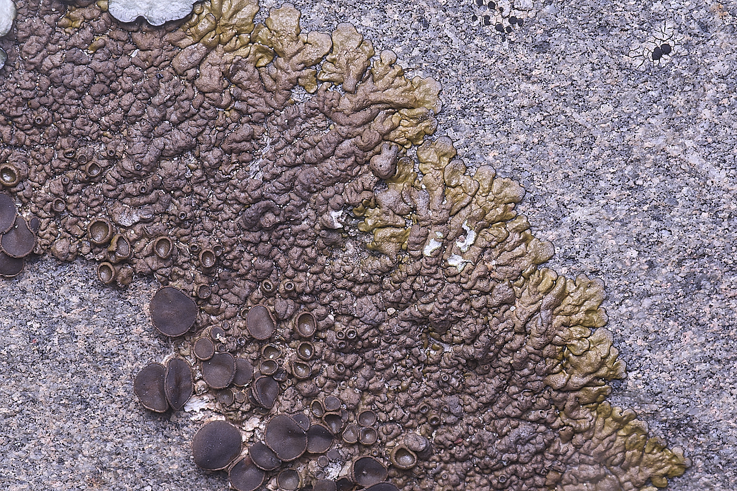 CVeredBioReserveLichen250325-4