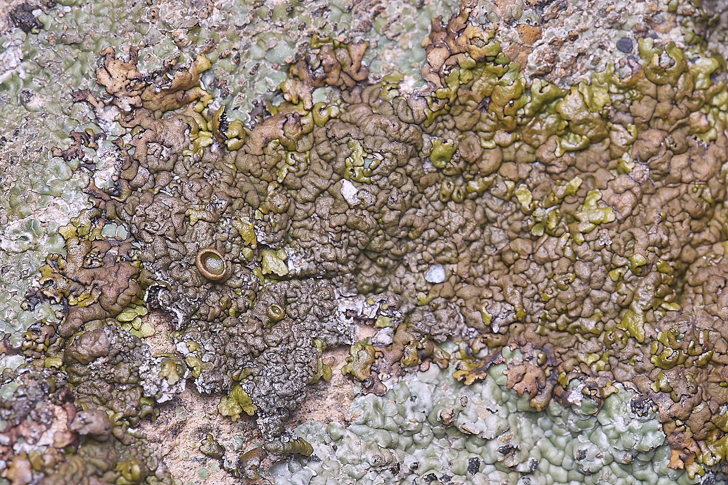 CVeredBioReserveLichen250325-5