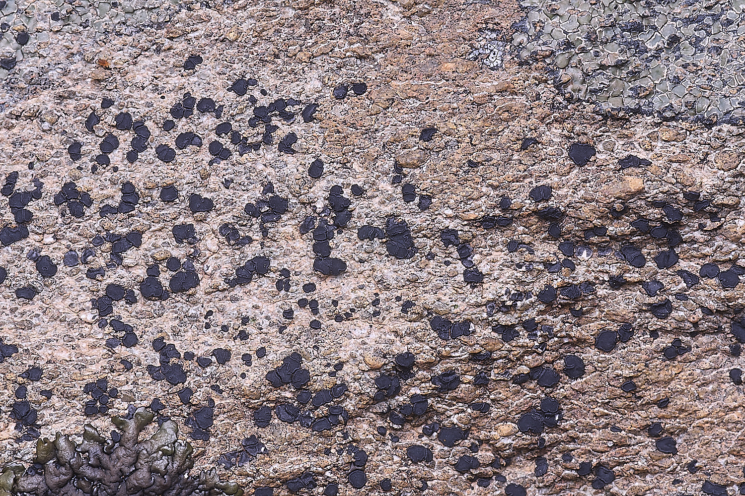 CVeredBioReserveLichen250325-6