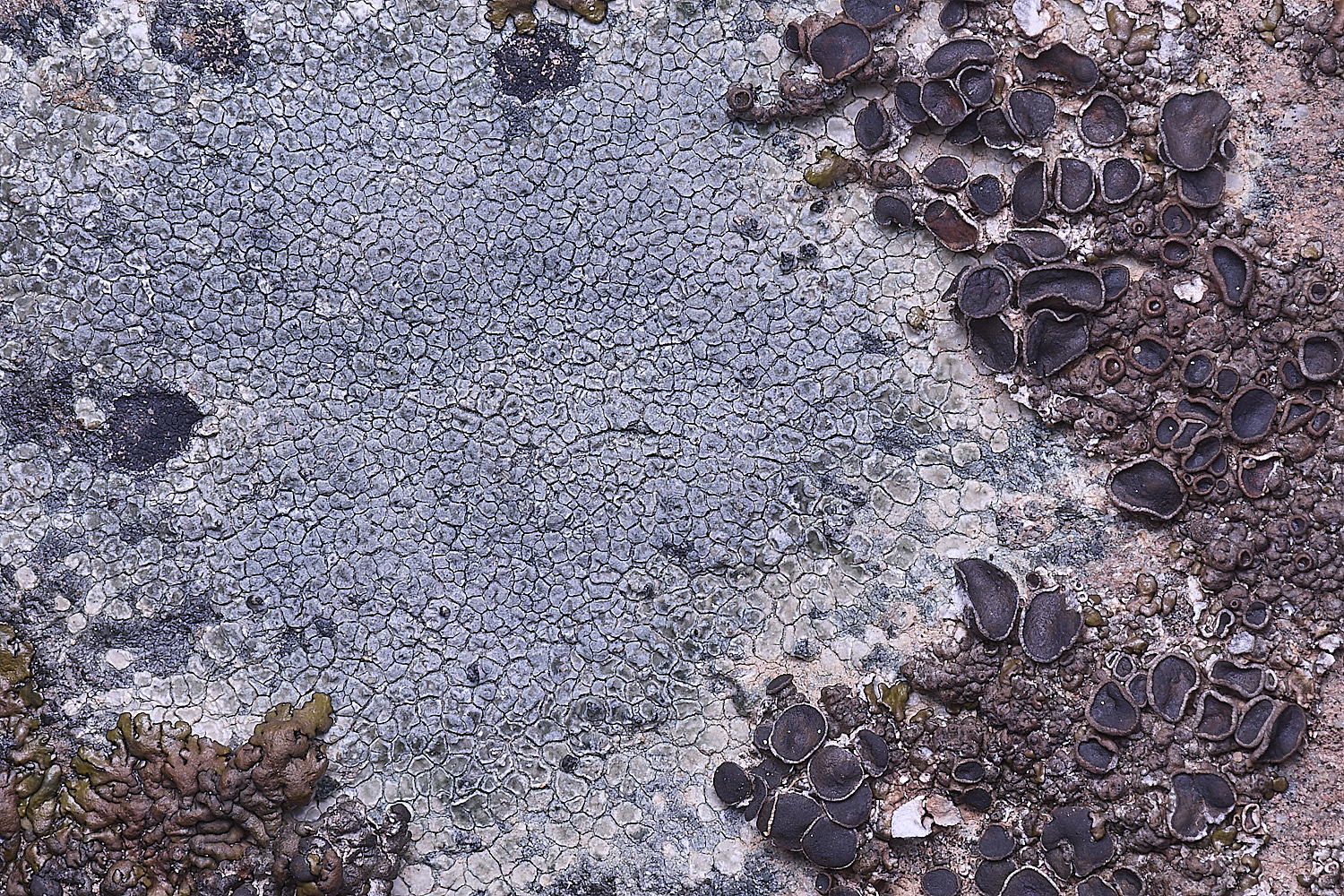 CVeredBioReserveLichen250325-7