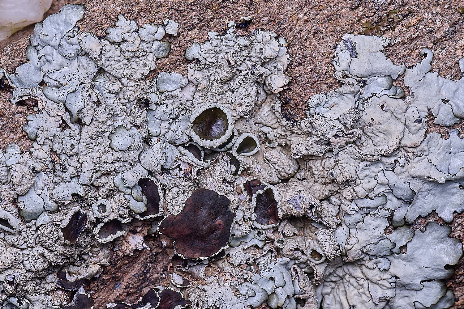 CVeredBioReserveLichen250325-8