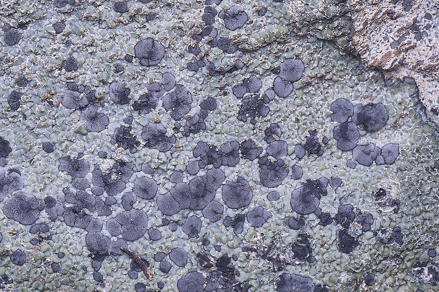 CVeredBioReserveLichen250325-9