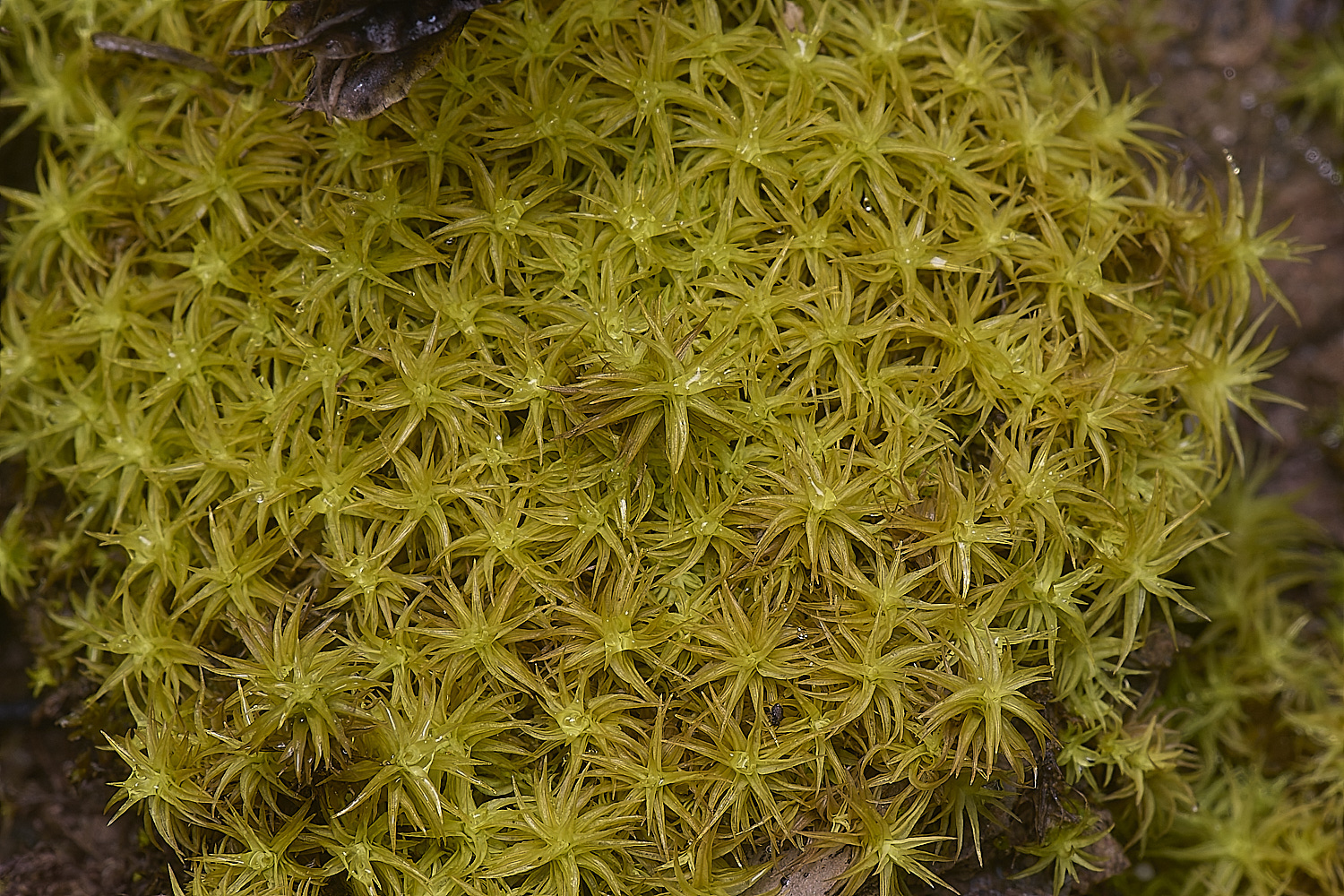 CVeredBioReserveMoss250325-1