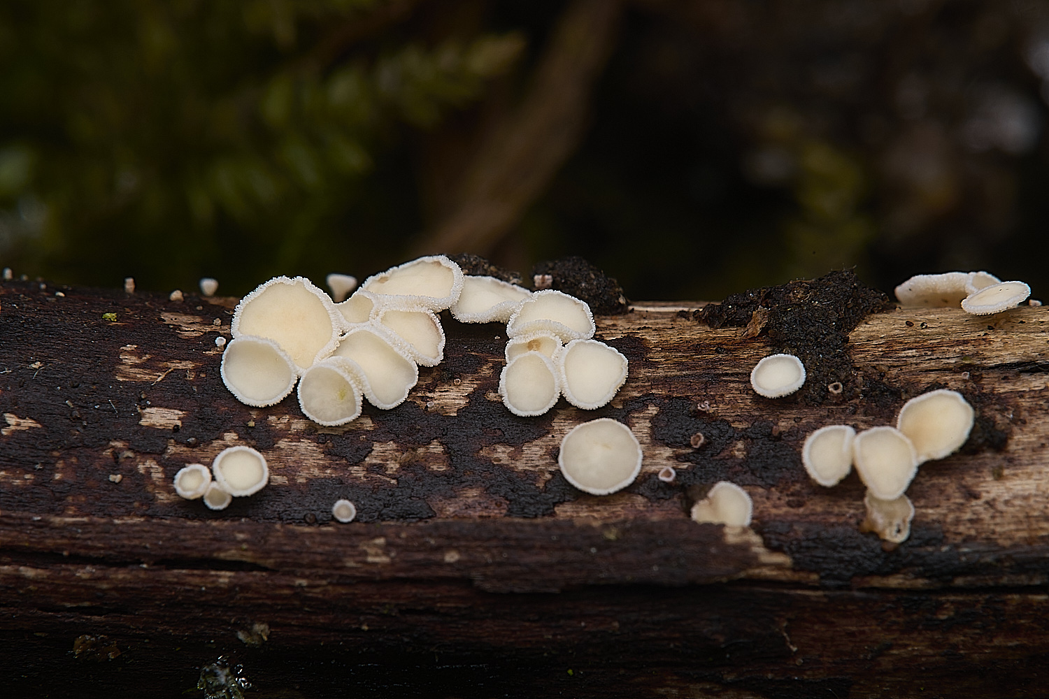 DillingotnFringedWhite110125-1