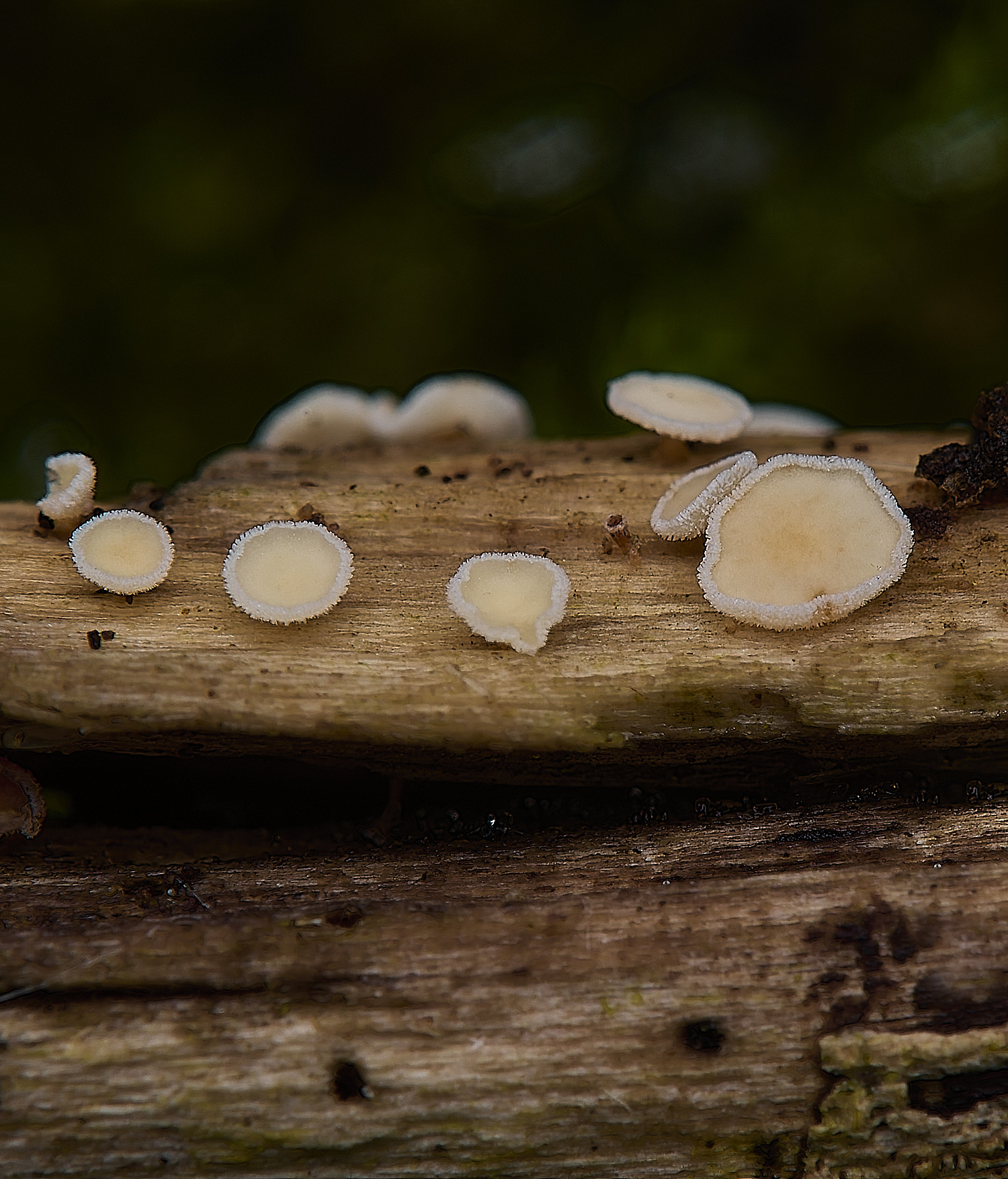 DillingotnFringedWhite110125-2