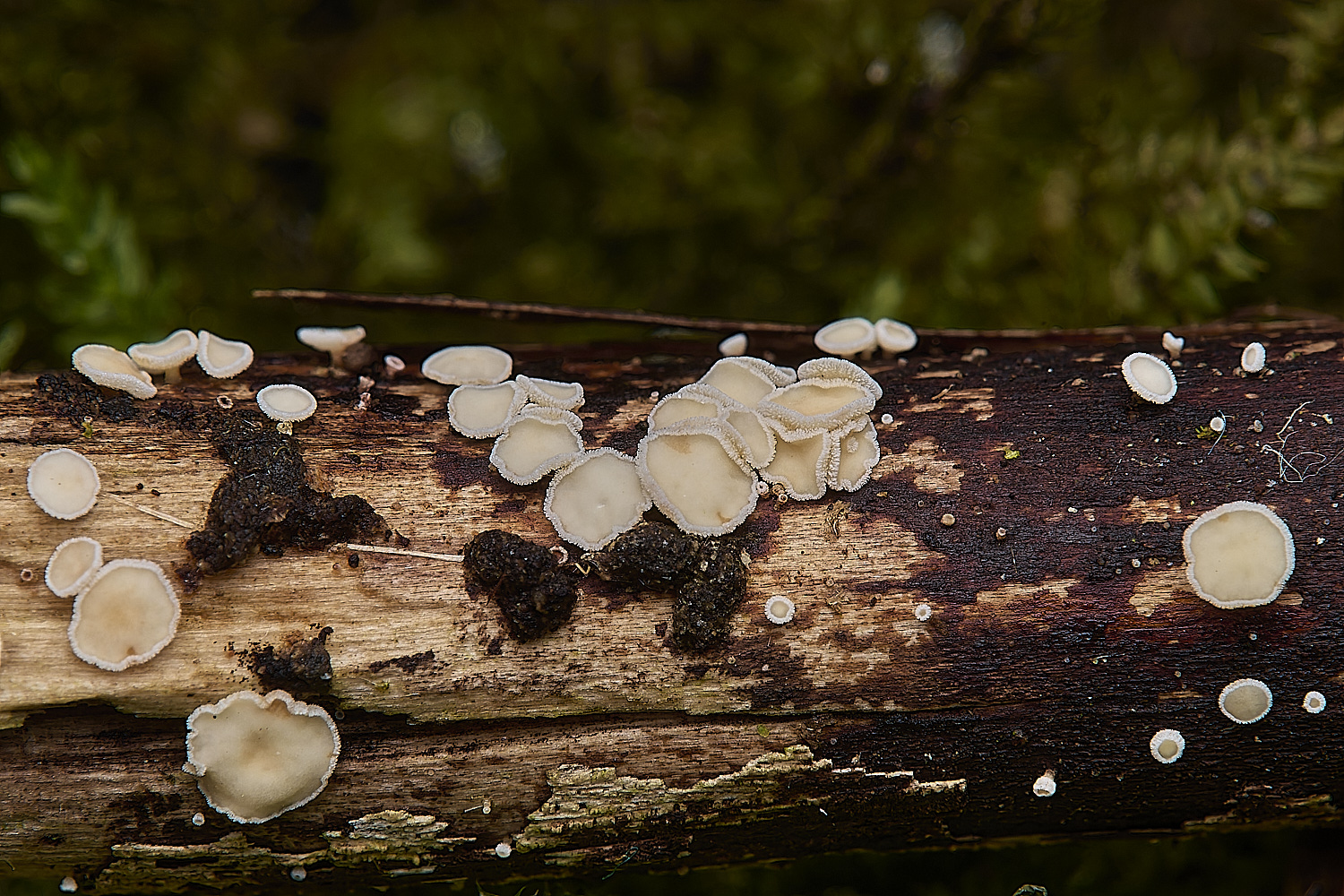 DillingotnFringedWhite110125-3