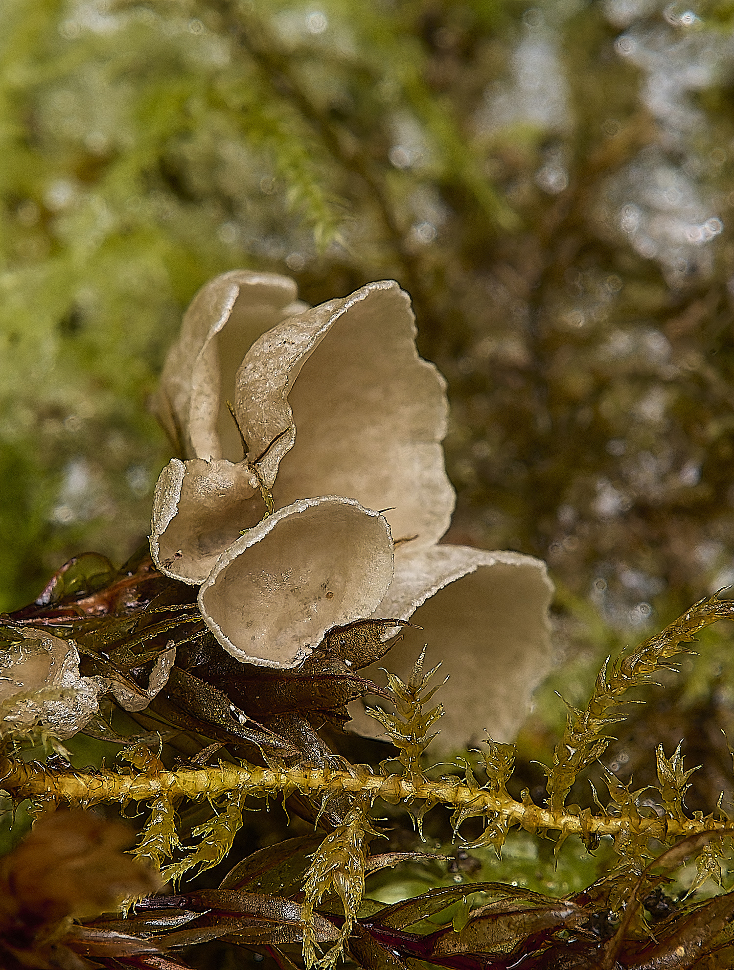 DillingtonArrhenia110125-1