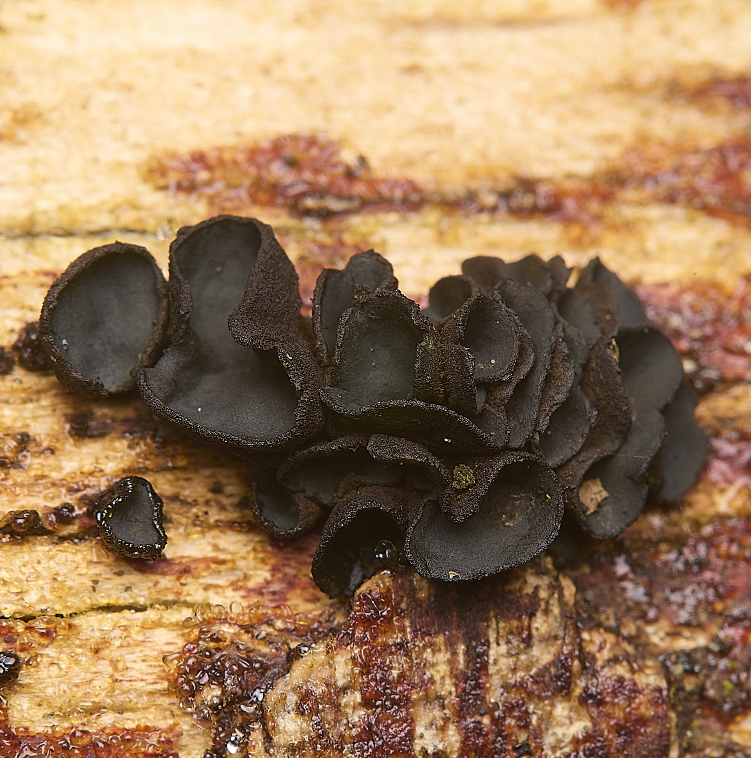 DillingtonBlackFolds110125-1